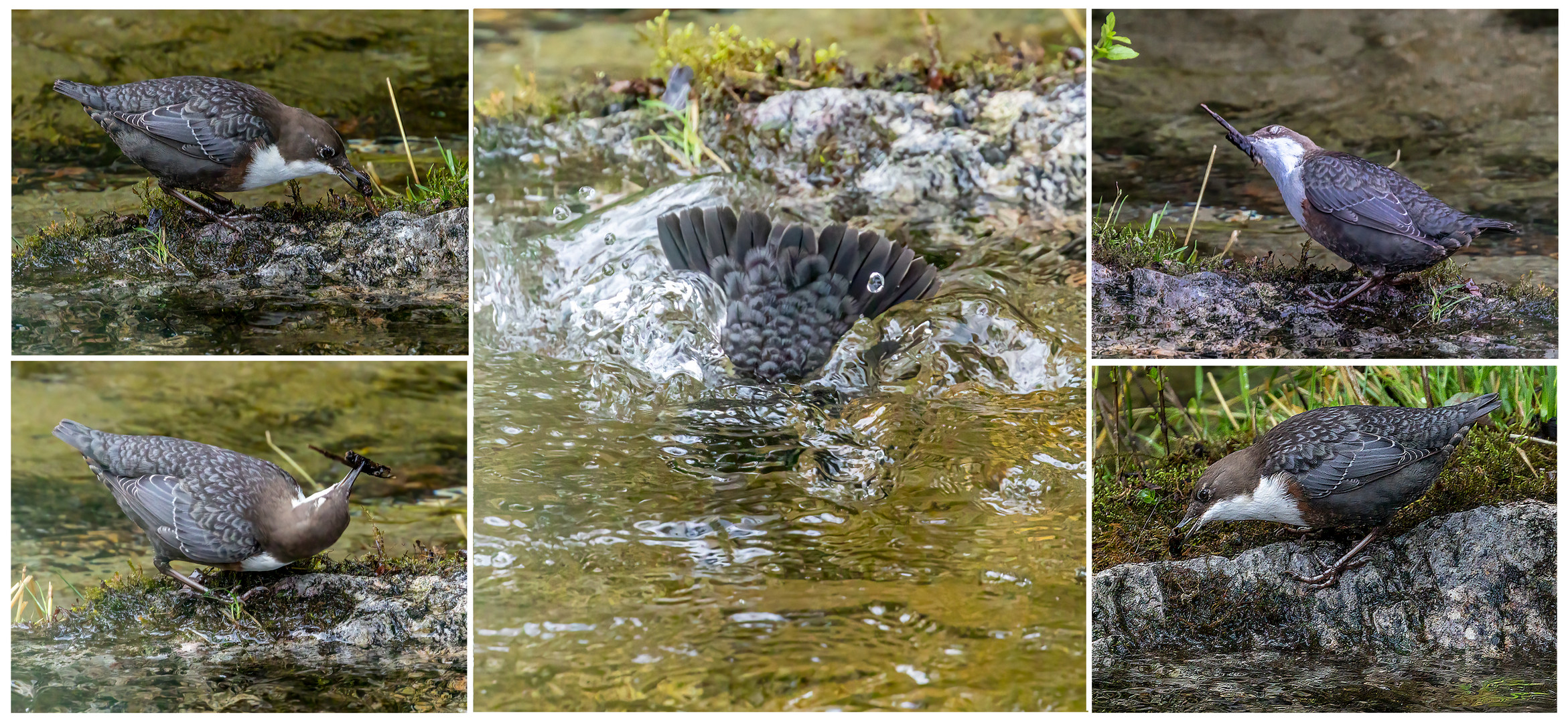 die Wasseramsel und das Stöckchen