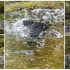 die Wasseramsel und das Stöckchen