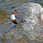 Die Wasseramsel wollte mir etwas sagen