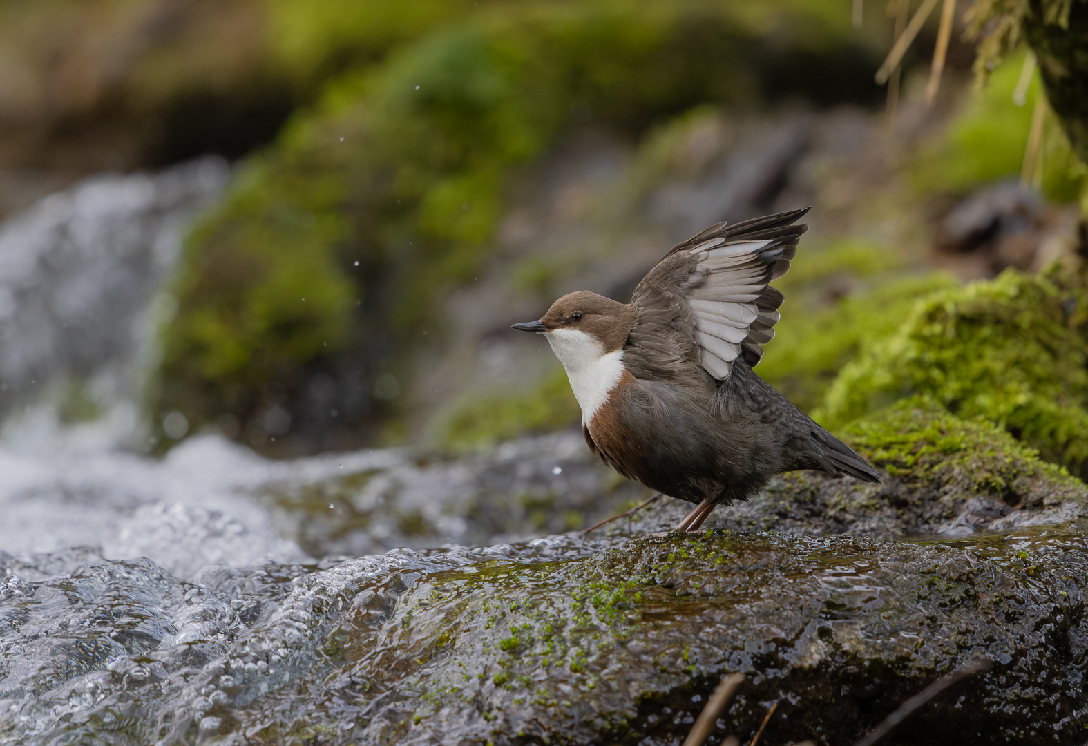 Die Wasseramseln ...