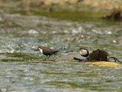 Die  Wasseramseln in Ihrem Lebensraum.