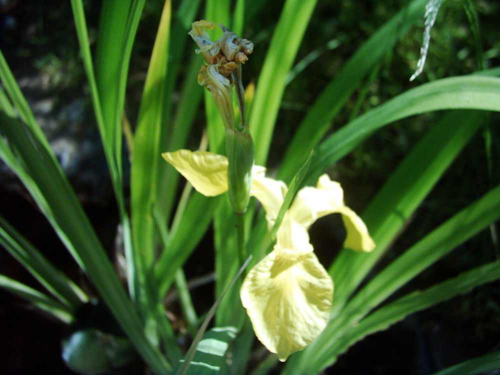 Die Wasserblume