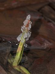 Die Wasserhyazinthe hat sich nun weltweit verbreitet ...