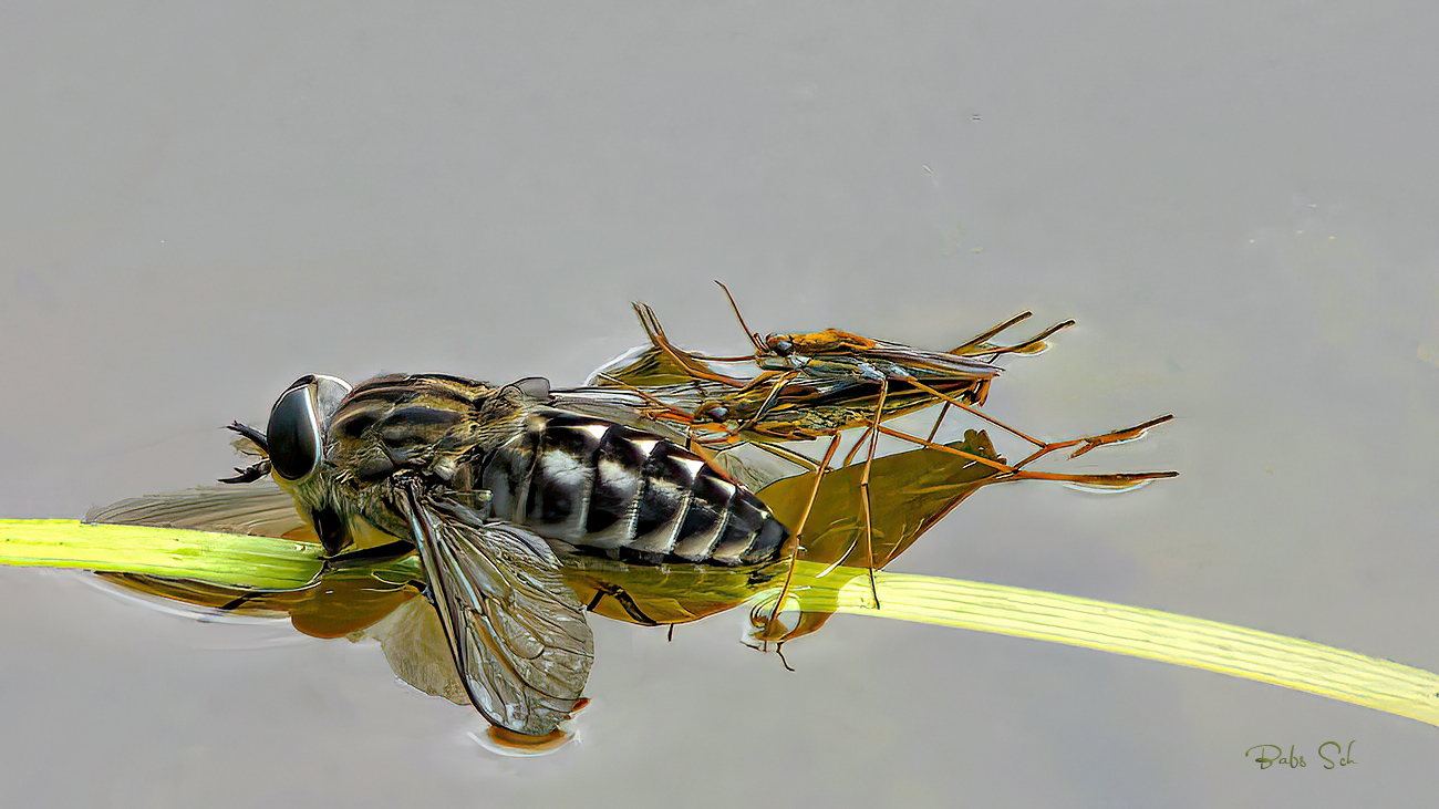 Die Wasserläufer  