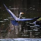 die Wasserlandung abgebrochen