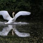 die Wasserlandung des Höckerschwanes