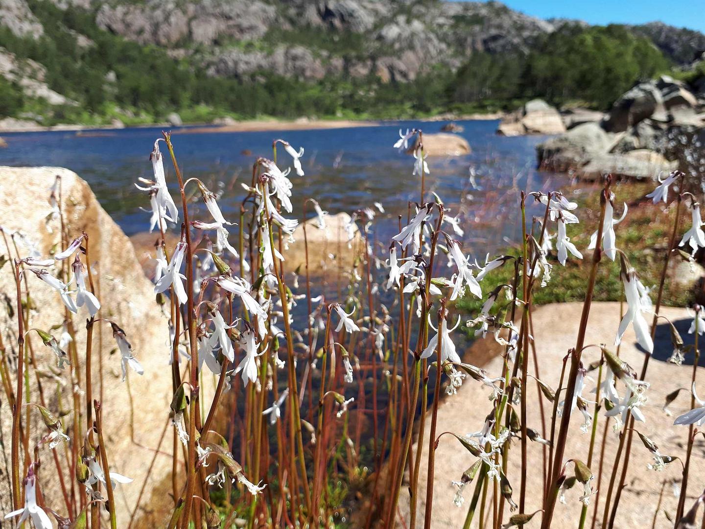 Die Wasserlobelie (Lobelia dortmanna)...