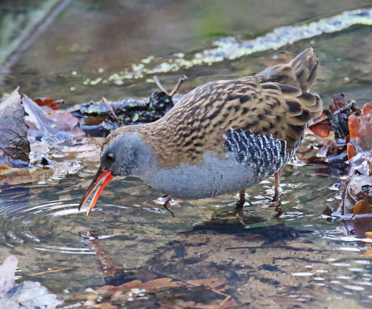 die Wasserralle