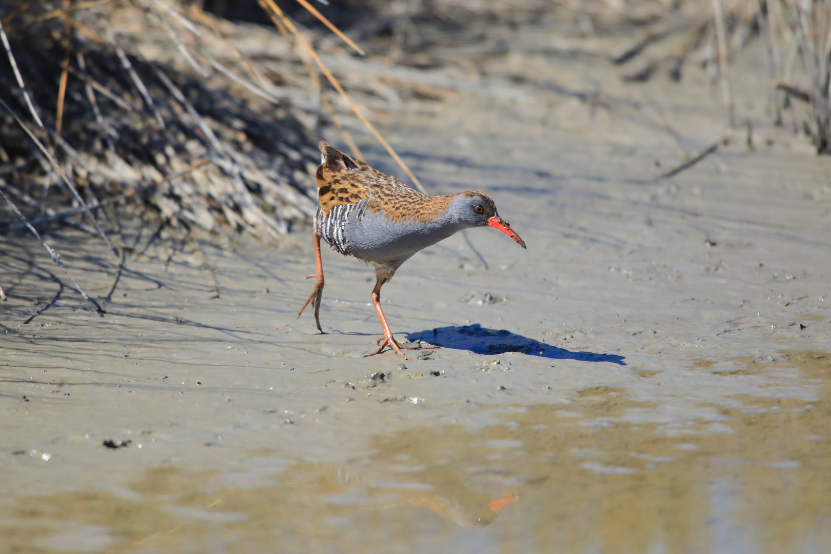 Die Wasserralle im gewohnten Habitat