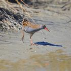 Die Wasserralle im gewohnten Habitat