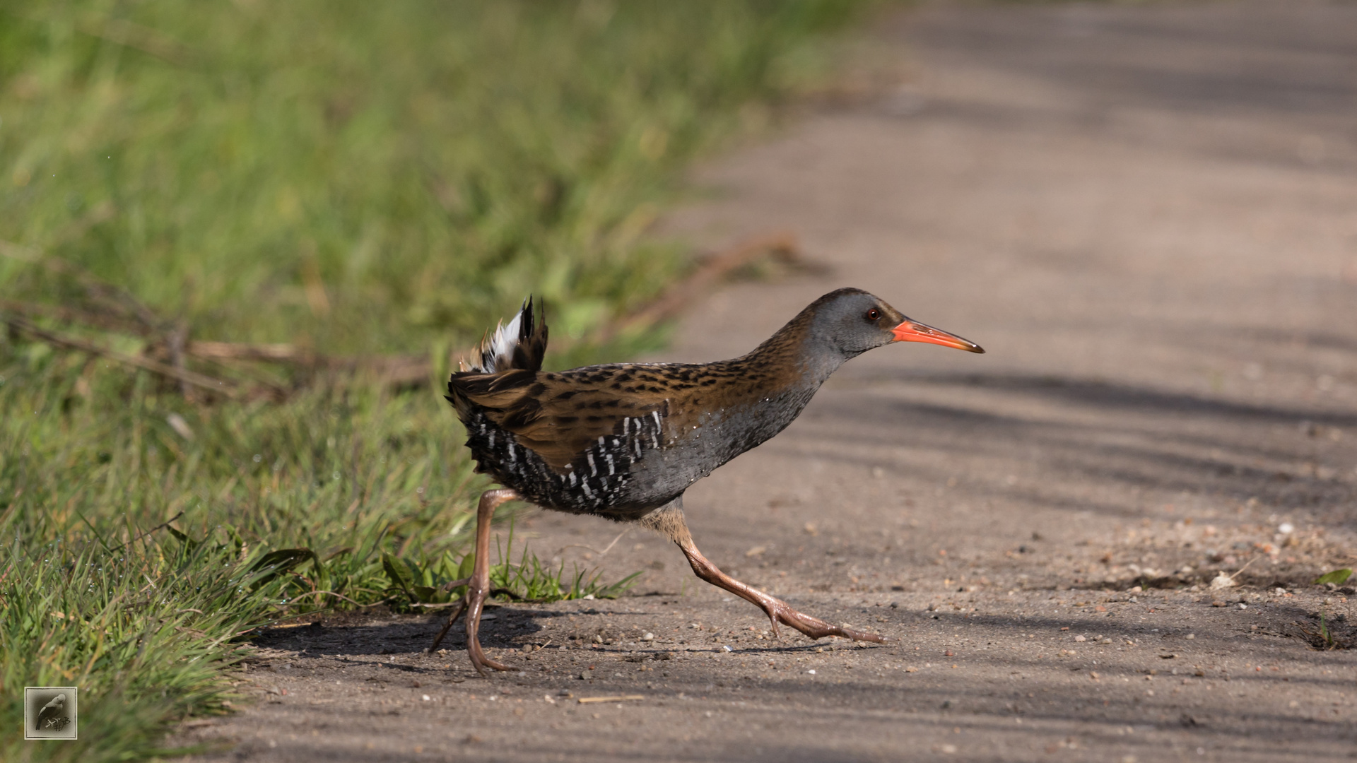 Die Wasserralle (Rallus aquaticus) 