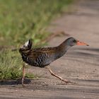 Die Wasserralle (Rallus aquaticus) 