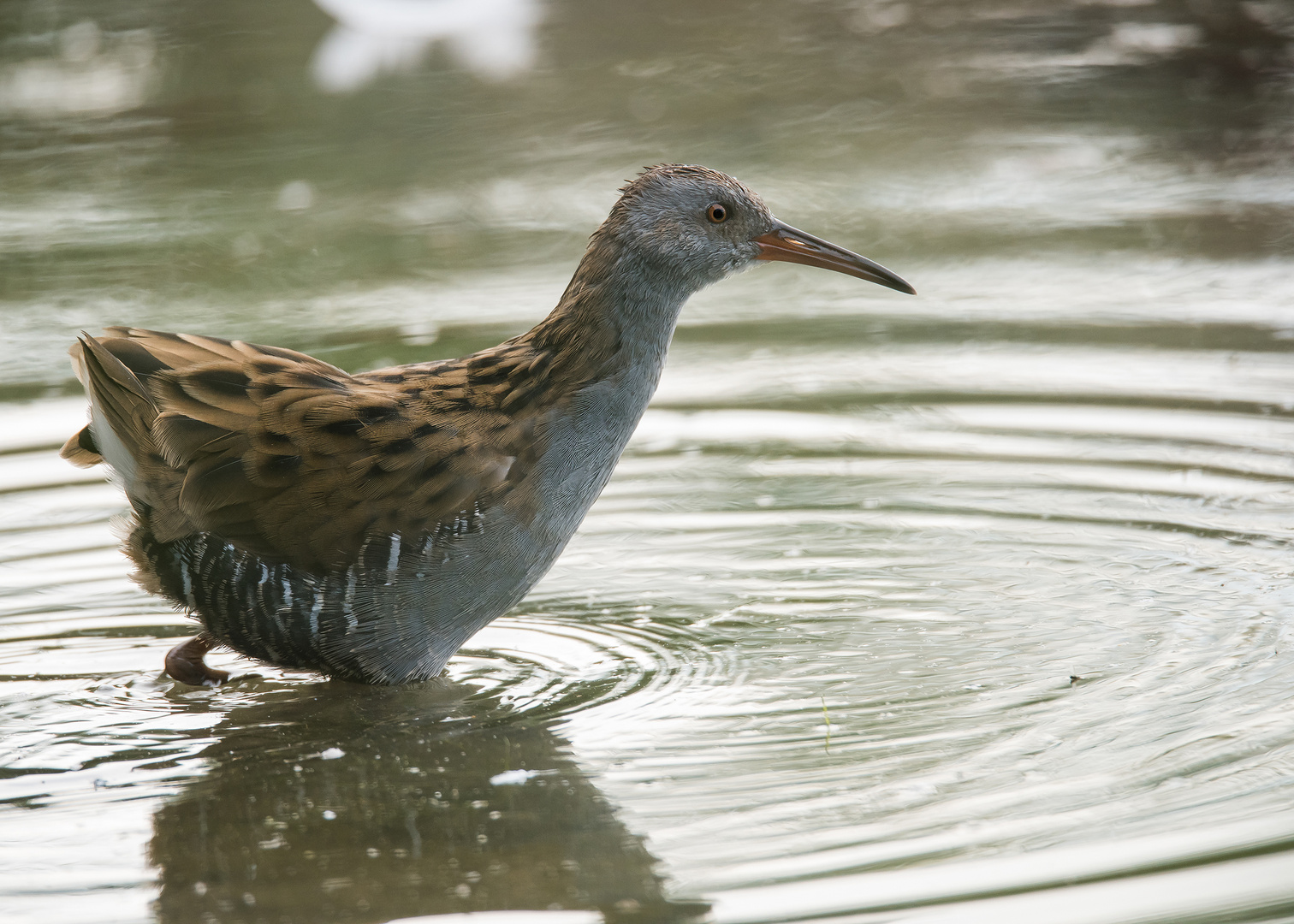 Die Wasserralle (Rallus aquaticus)