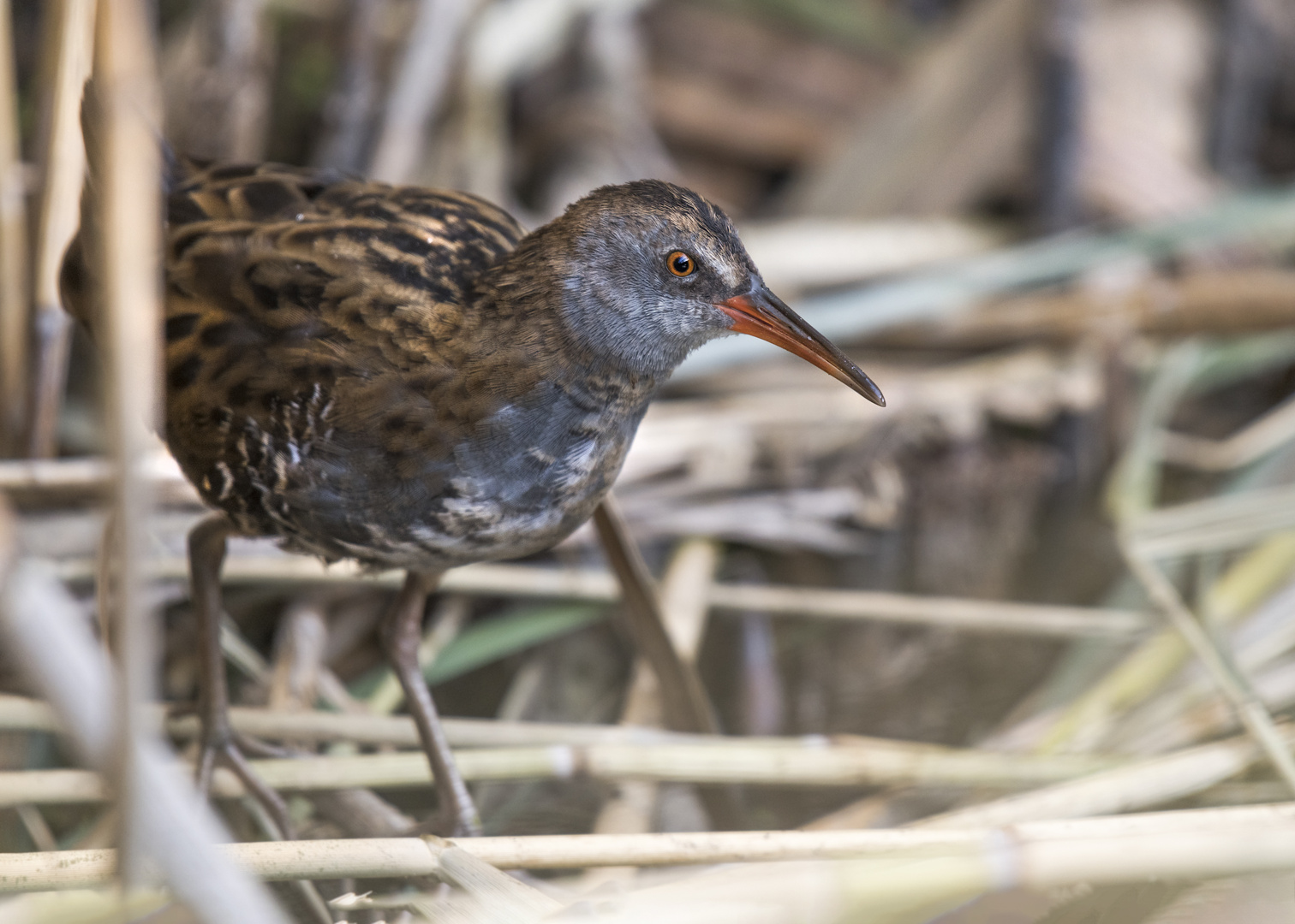 Die Wasserralle (Rallus aquaticus)