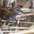 Die Wasserralle (Rallus aquaticus)