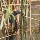 Die Wasserralle (Rallus aquaticus)