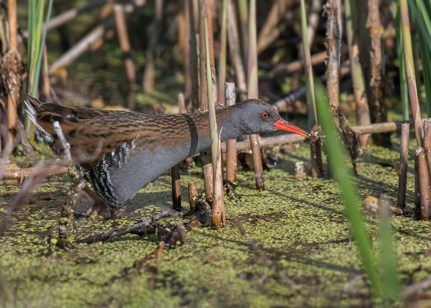 Die Wasserralle (Rallus aquaticus)