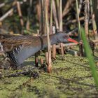 Die Wasserralle (Rallus aquaticus)