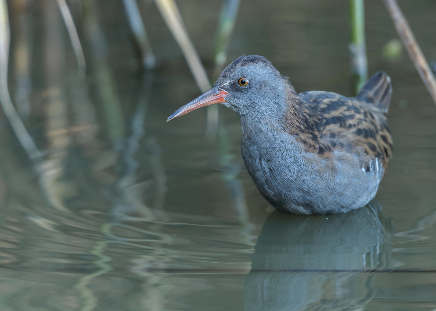 Die Wasserralle (Rallus aquaticus)