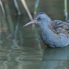 Die Wasserralle (Rallus aquaticus)