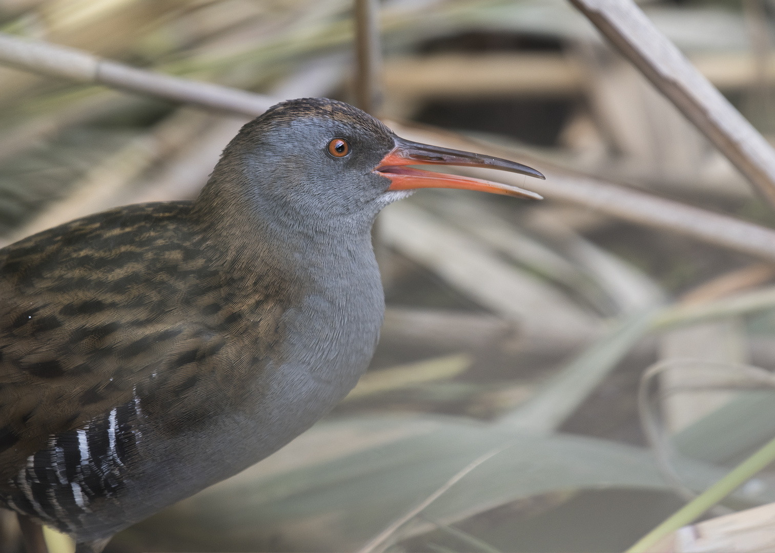 Die Wasserralle (Rallus aquaticus)