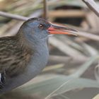 Die Wasserralle (Rallus aquaticus)