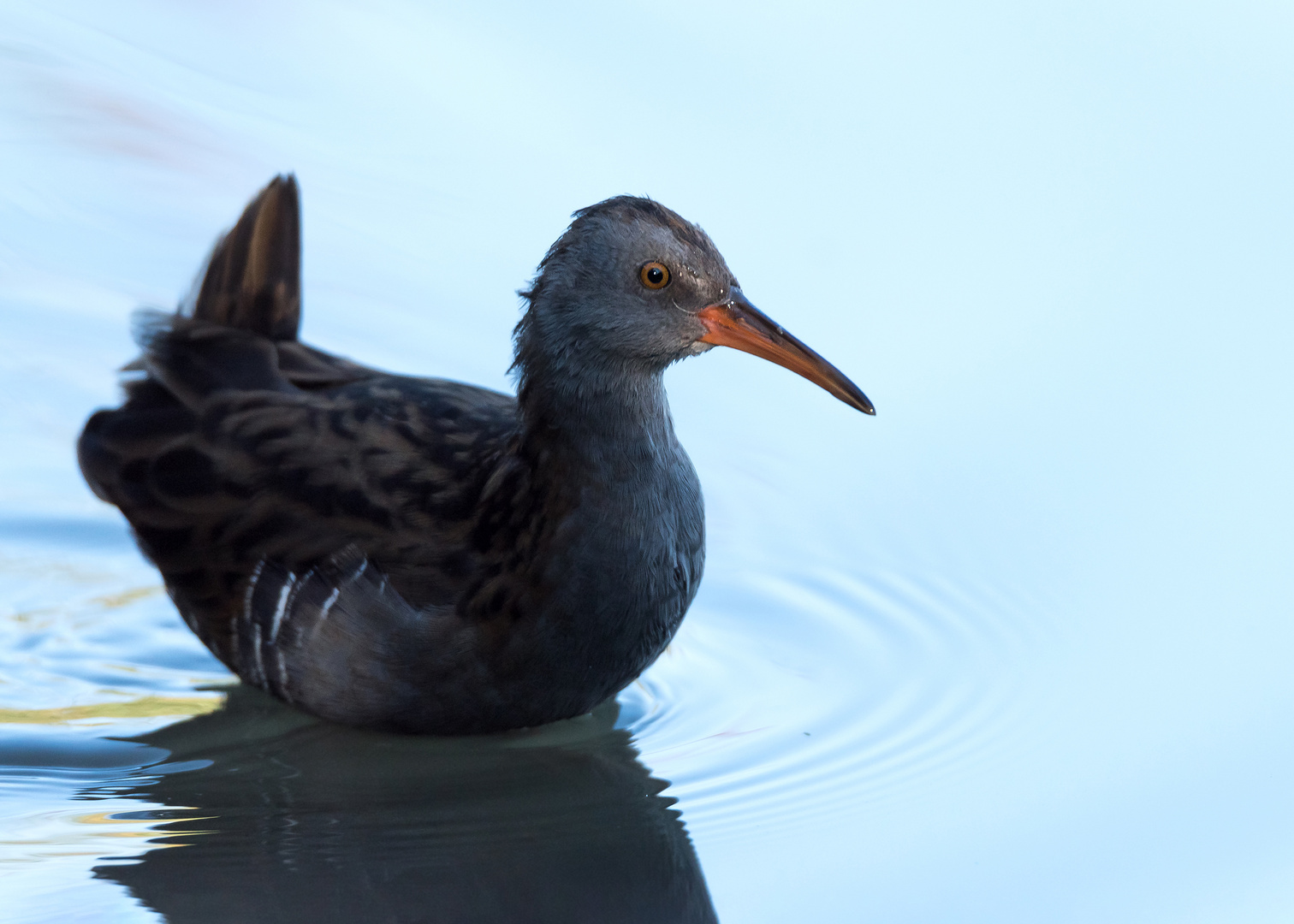 Die Wasserralle (Rallus aquaticus)