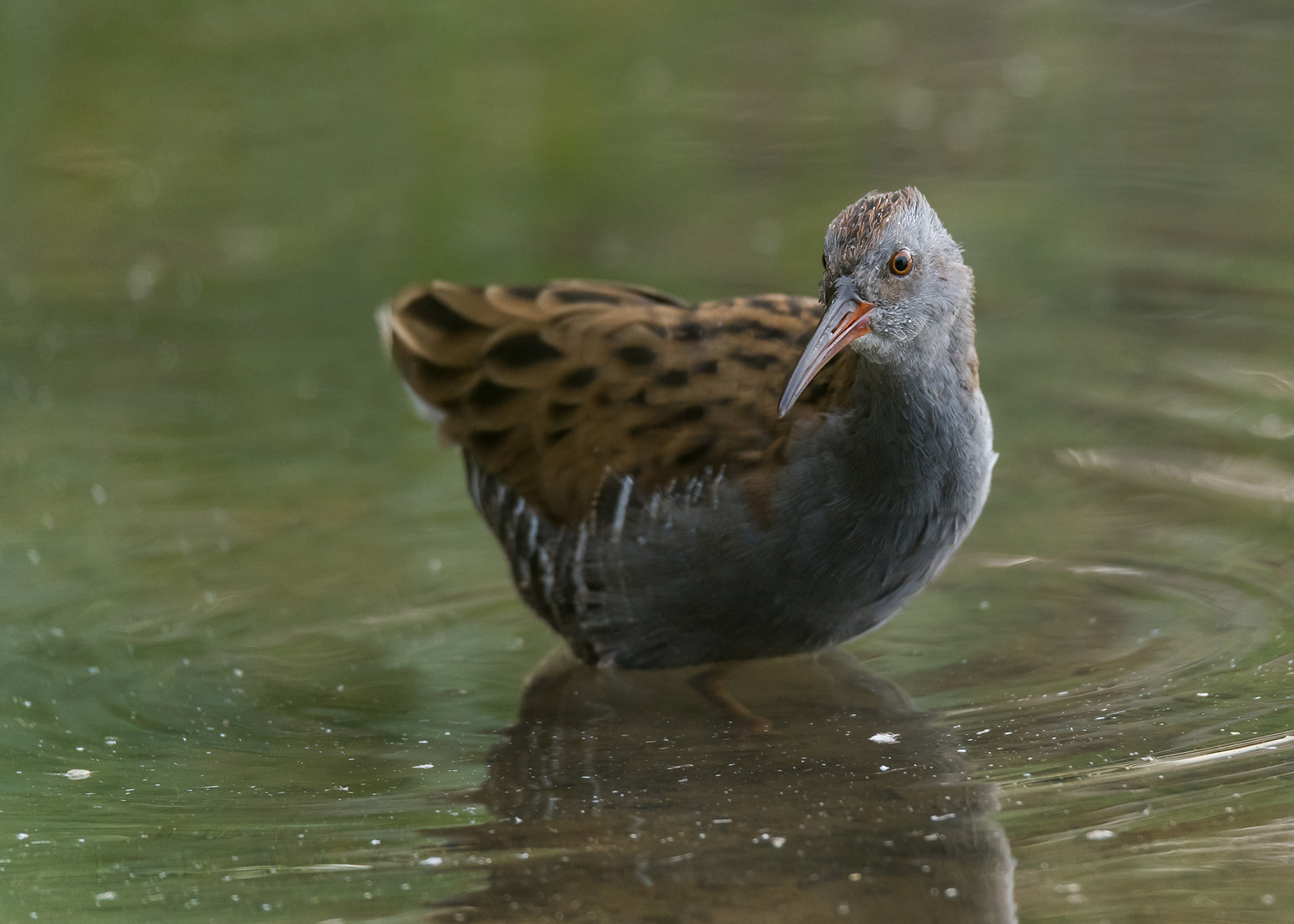 Die Wasserralle (Rallus aquaticus) 