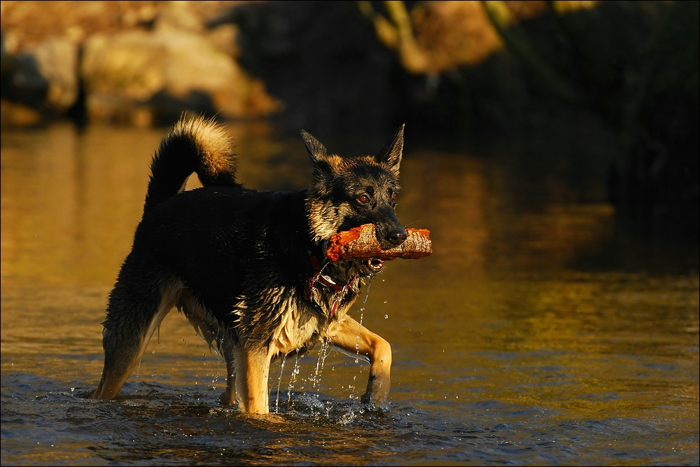 Die "Wasserratte"