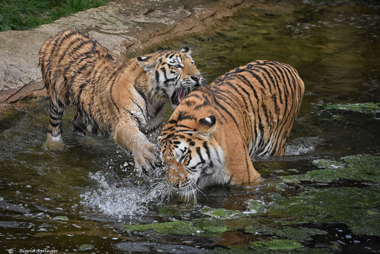 die Wasserratten