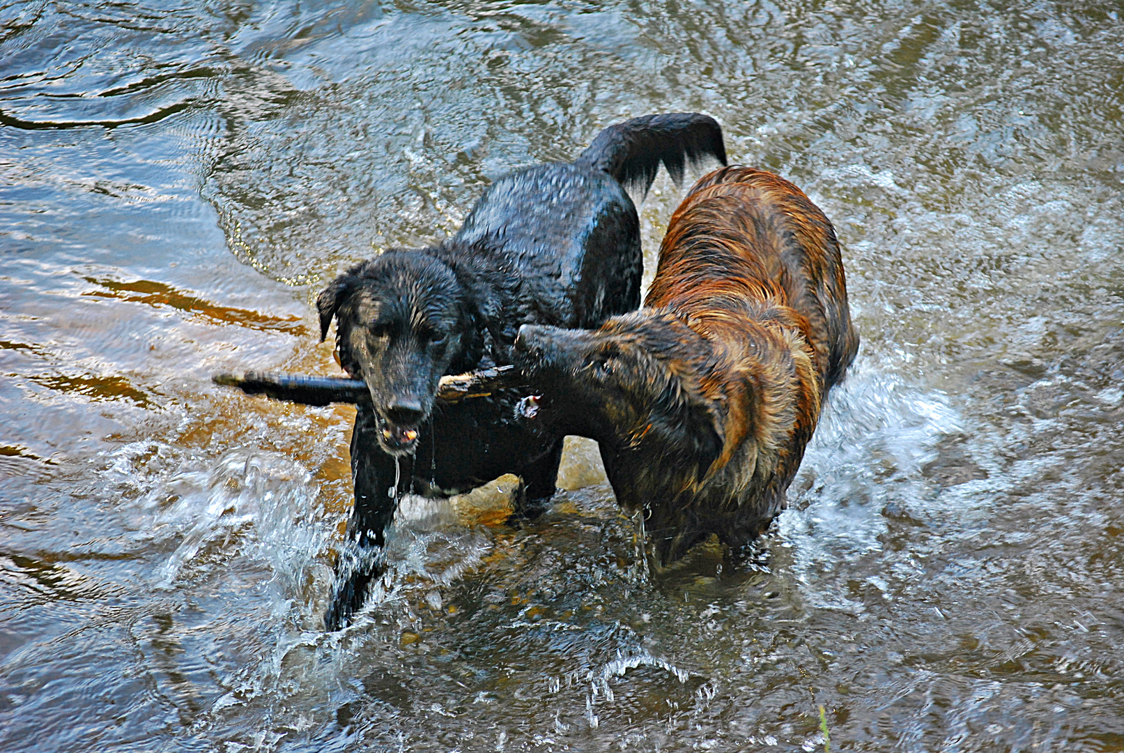 die Wasserratten...