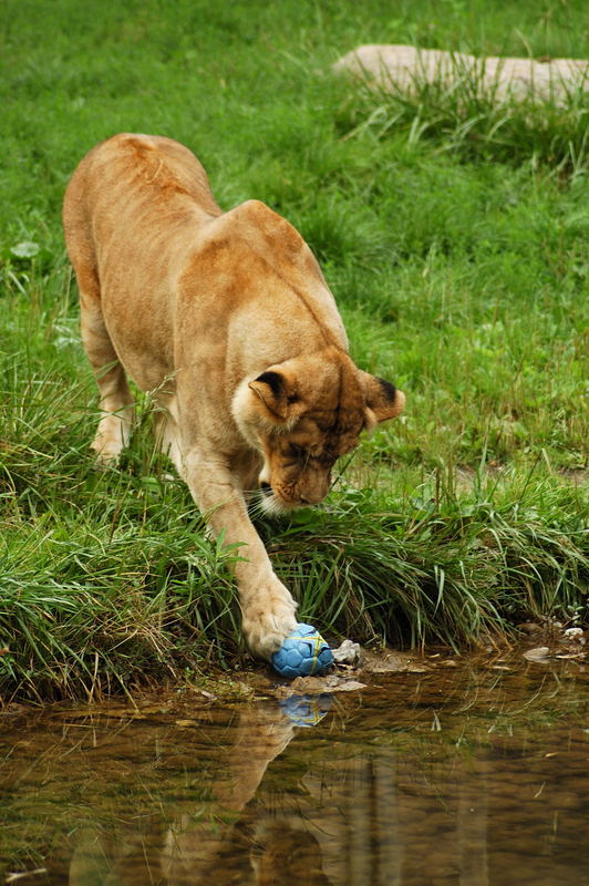 Die Wasserscheue