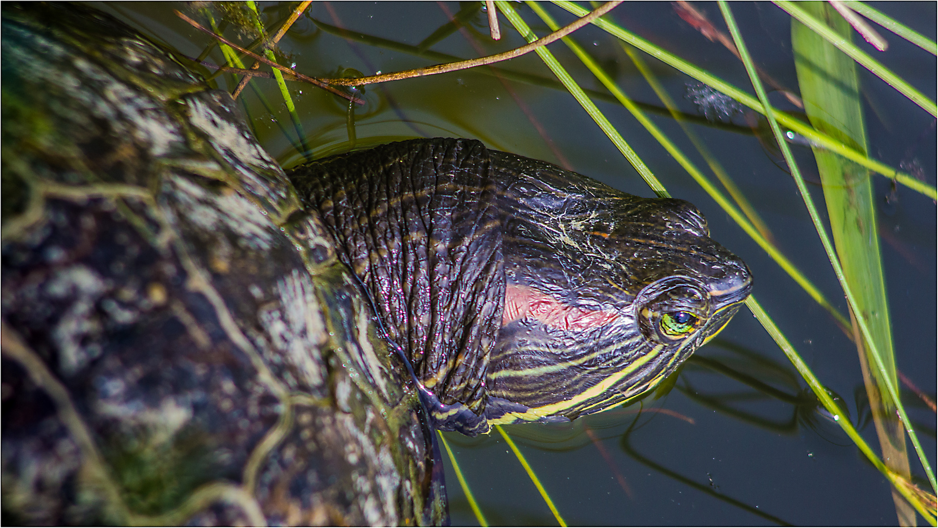 Die Wasserschildkröte sondiert ihr Revier ...