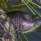 Die Wasserschildkröte sondiert ihr Revier ...