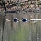 Die Wasserschildkröten sind aus ihrer Winterstarre erwacht (2)