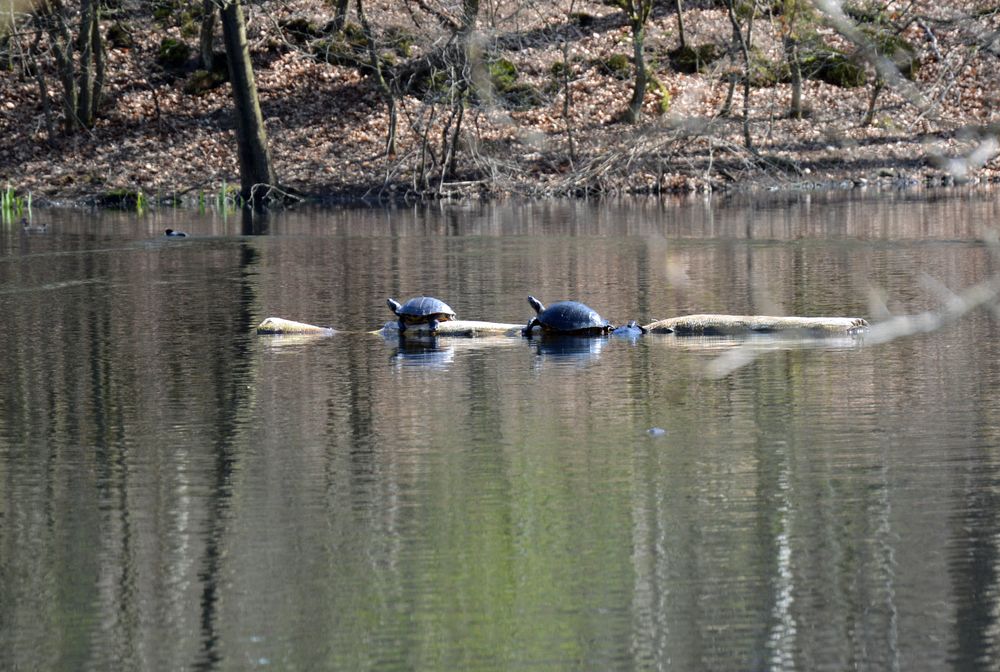 Die Wasserschildkröten sind aus ihrer Winterstarre erwacht (2)