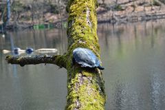 Die Wasserschildkröten sind aus ihrer Winterstarre erwacht