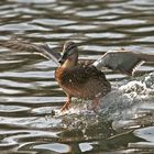 Die Wasserski-Saison ist eröffnet!