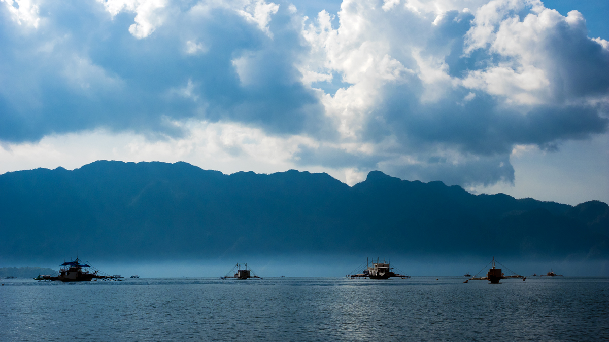 Die Wasserspinnen Von Palawan ,Philippines