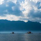 Die Wasserspinnen Von Palawan ,Philippines