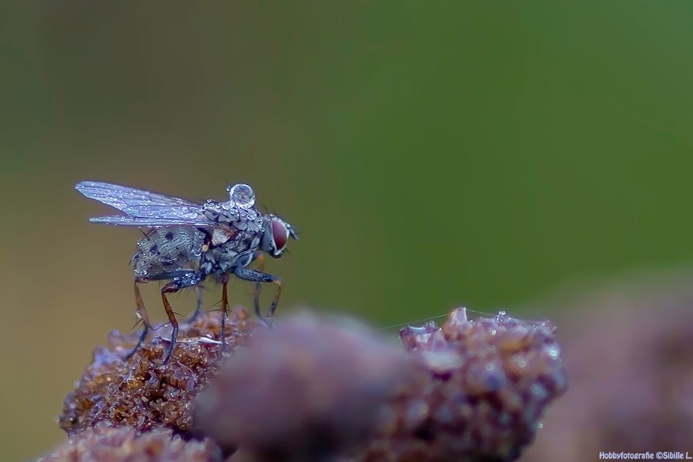 Die Wasserträgerin