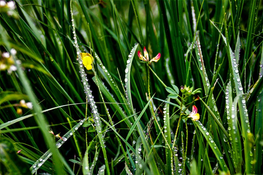 Die Wassertropfen