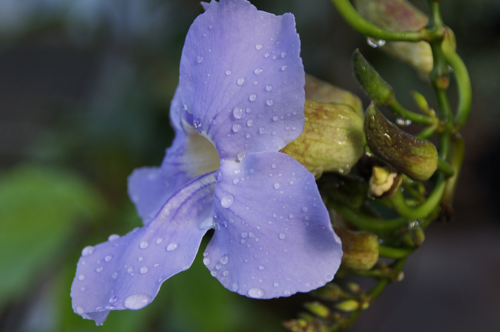 die Wassertropfen