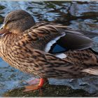 Die Wasservögel suchen Schutz um Ufer in der kalten Jahreszeit