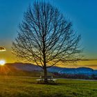 Die Wechselstube unter dem Baum   ( Die Bank) 