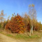 °°°° Die Wegeskreuzung im Herbst °°°°