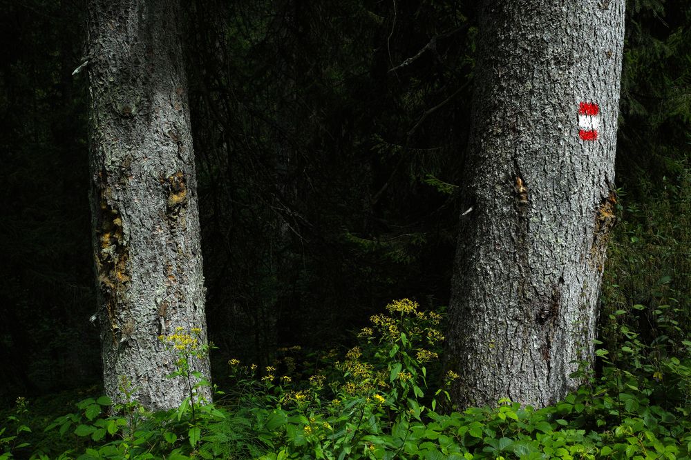 Die Wegmarkierung im Wald