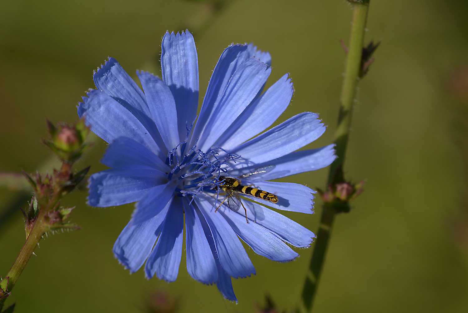 die Wegwarte ( Cichorium intybus )