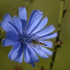 die Wegwarte ( Cichorium intybus )