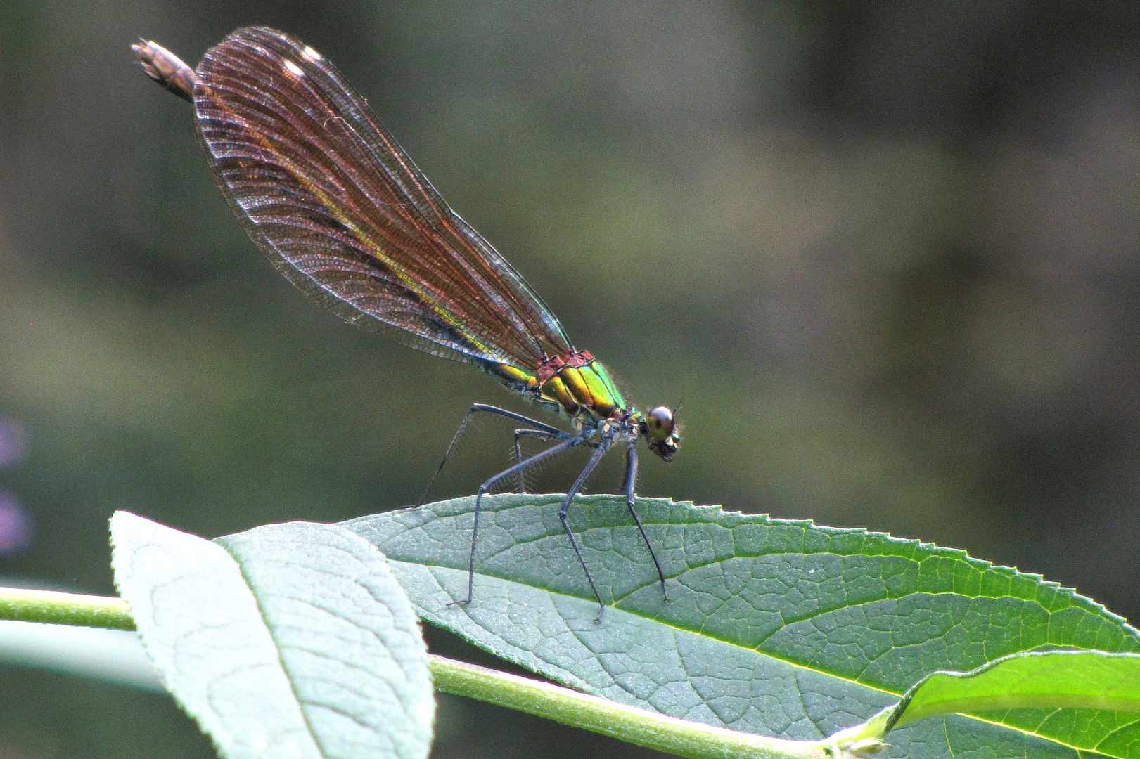 Die Weibchen der Blauflügel-Prachtlibelle schillern grün